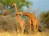 Africa Nature Animals (53)